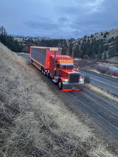 Red semi-truck with livestock trailer on a mountain highway at dusk with dry brush on hillside