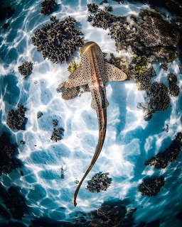 Overhead view of a leopard shark swimming in clear shallow water with rocks and sand below