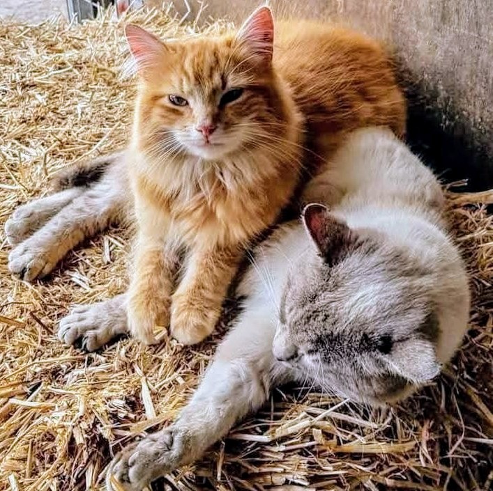 Farm Cats in the Straw