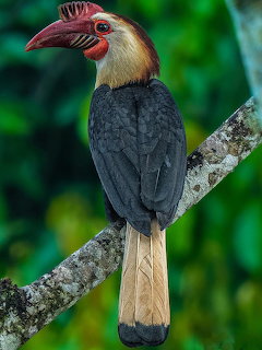 Writhed Hornbill bird with red casque perched on branch in tropical forest