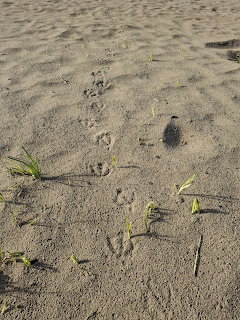 A trail of small footprints crossing rippled sand with a few green plants