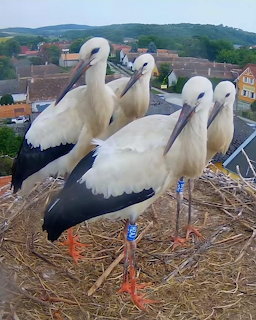 Four white storks with black wings standing together in a straw nest above a village