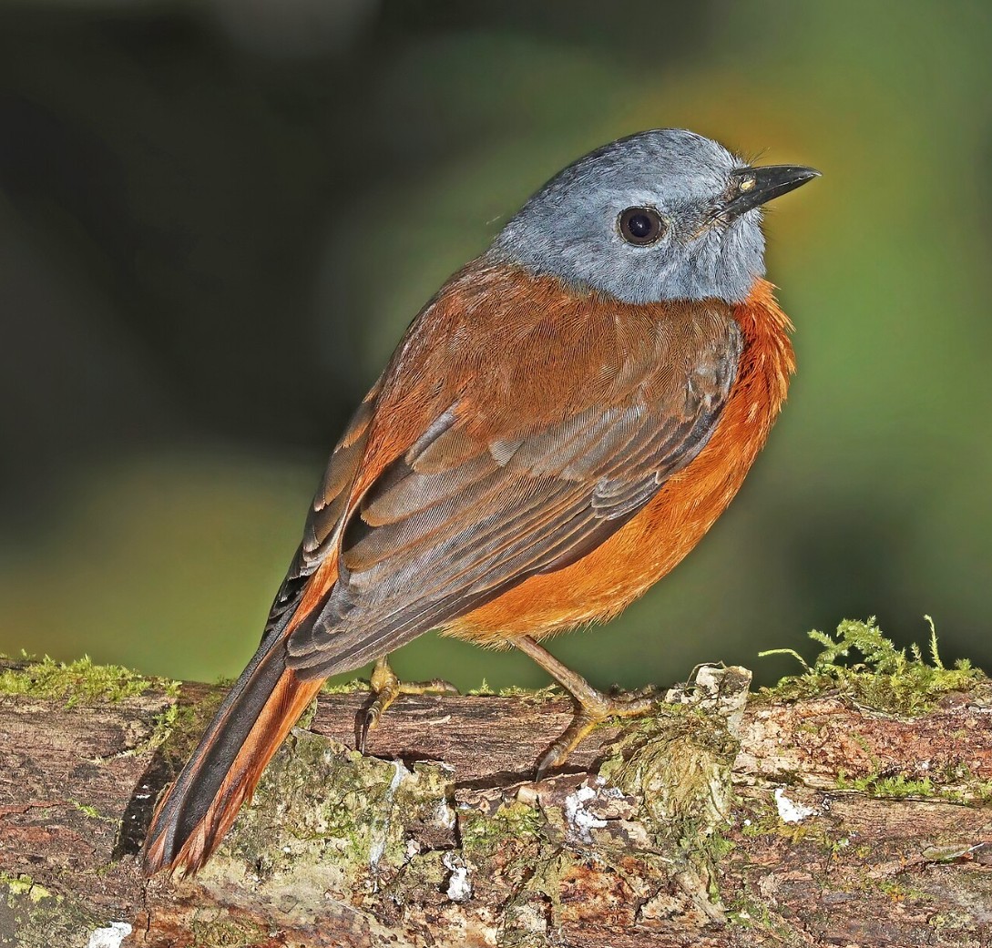Amber Mountain rock thrush perched on a mossy branch with blue-gray head and orange chest