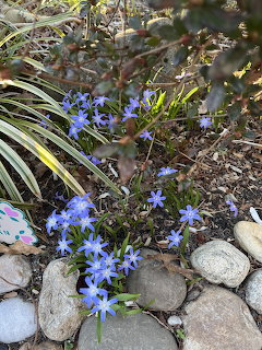 Small blue flowers with star-shaped petals blooming among rocks and leaves in a spring garden setting
