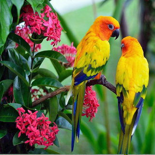 Parakeets on Flowering Branch