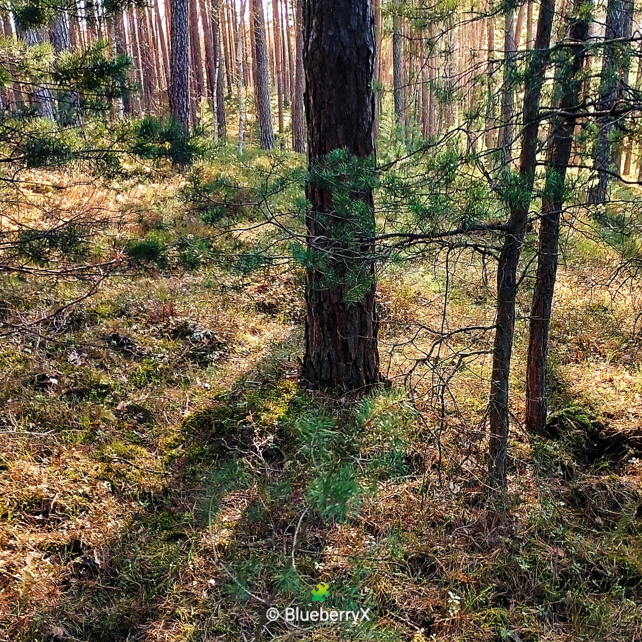 Sunlit pine forest scene with tall trees, green moss, and natural undergrowth on forest floor