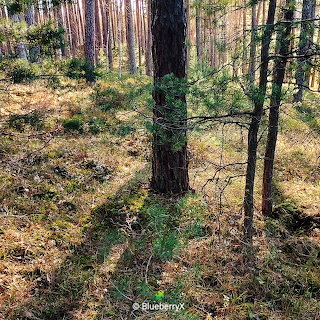 Sunlit Pine Forest
