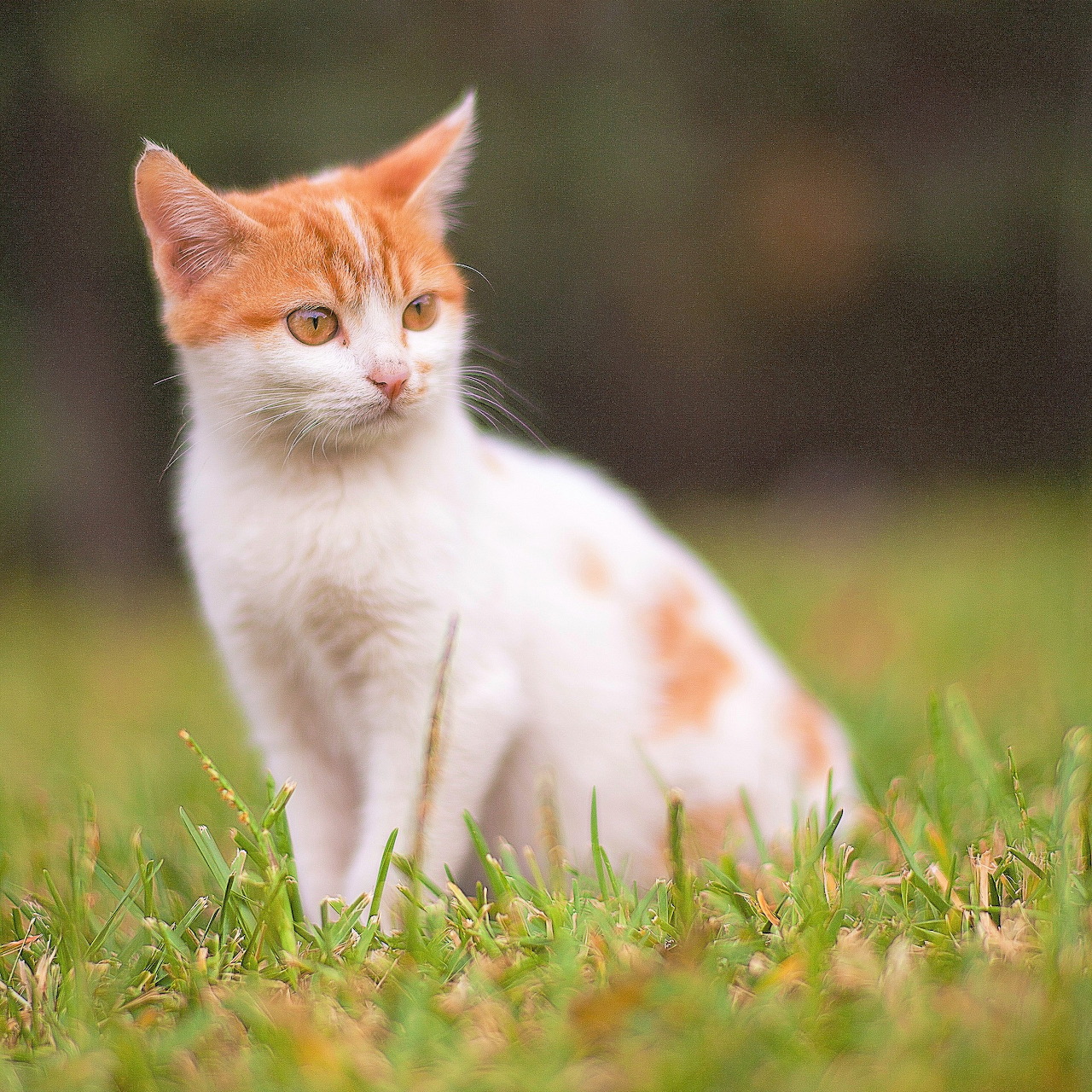 Orange and white kitten sitting in green grass outdoors