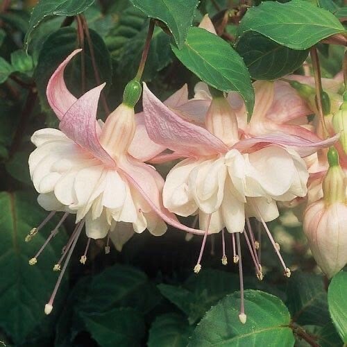 Pink and white fuchsia flowers hanging from stems with green leaves in background