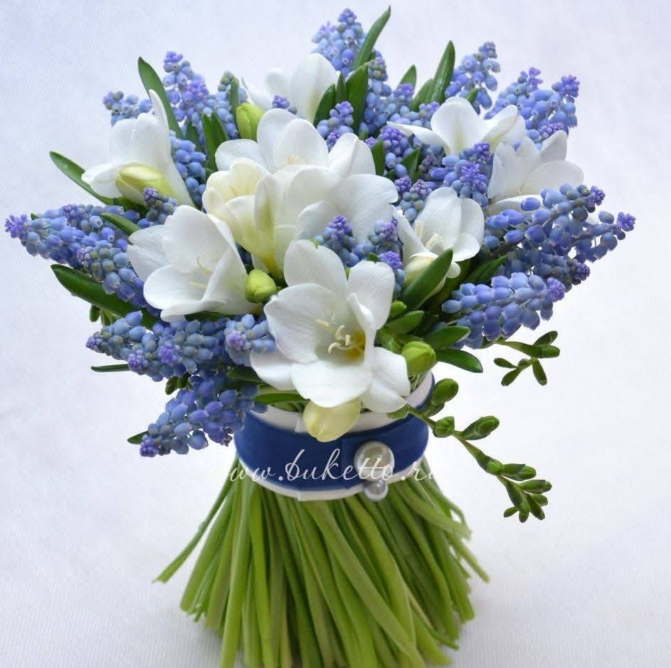 Hand-tied bouquet of white freesias and blue grape hyacinths with ribbon on white background