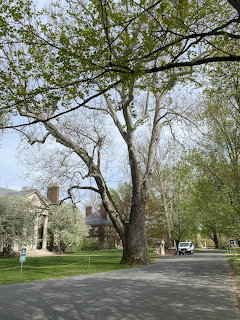 Old sycamore tree by a curved road with a house and green lawn behind it