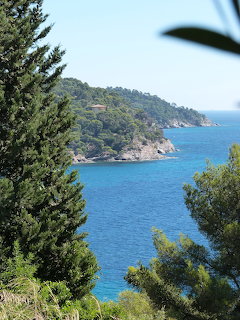 Rocky Mediterranean coastline with blue sea framed by green pine trees