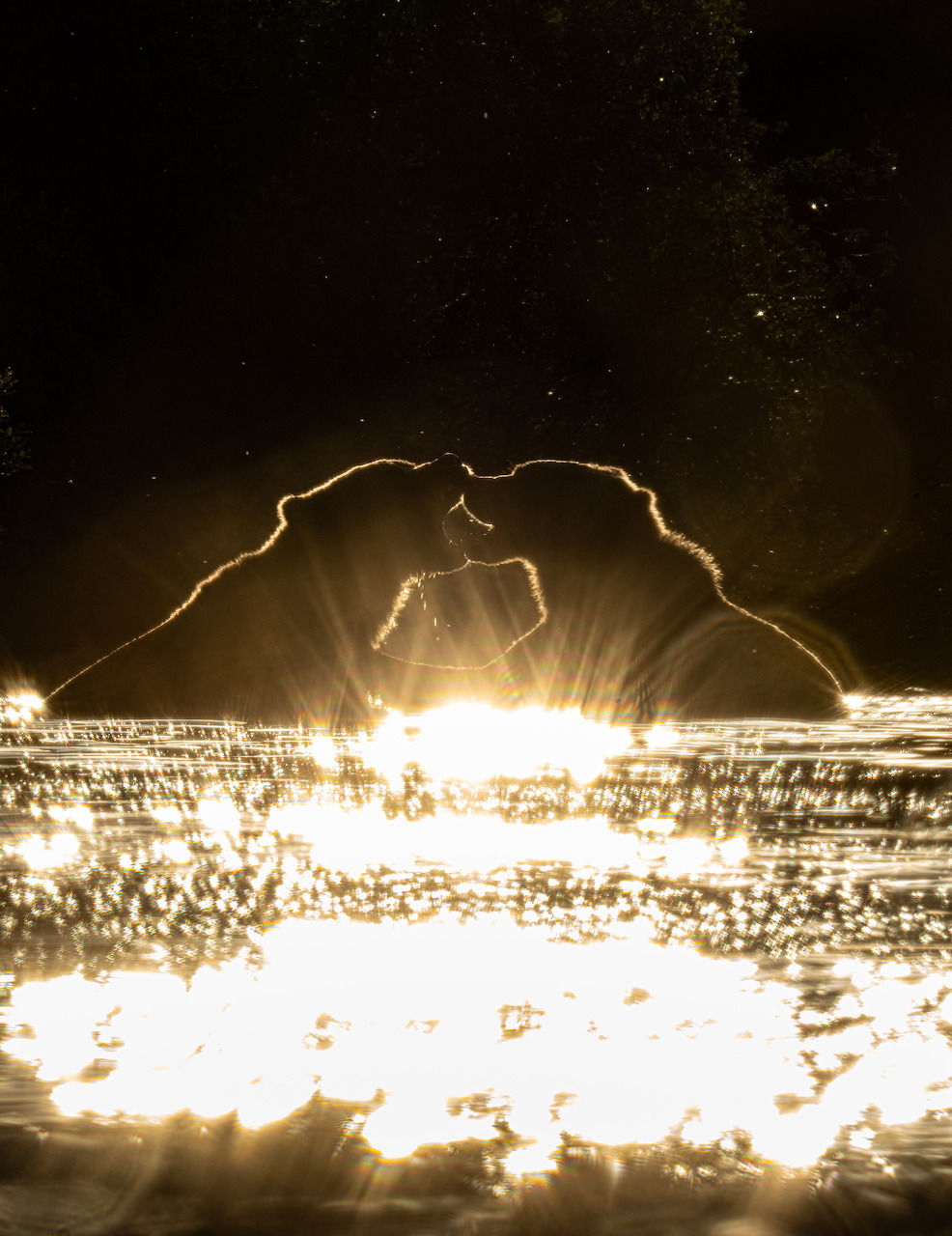 Silhouetted grizzly bear cubs in bright reflective water at night