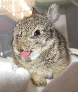 Baby Bunny Sticking Tongue Out