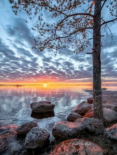 Sunset over calm water with rocky shore and a pine tree in Finland