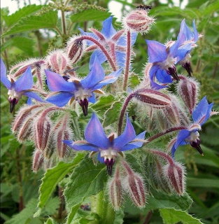 Bourrache Blue Star Flowers