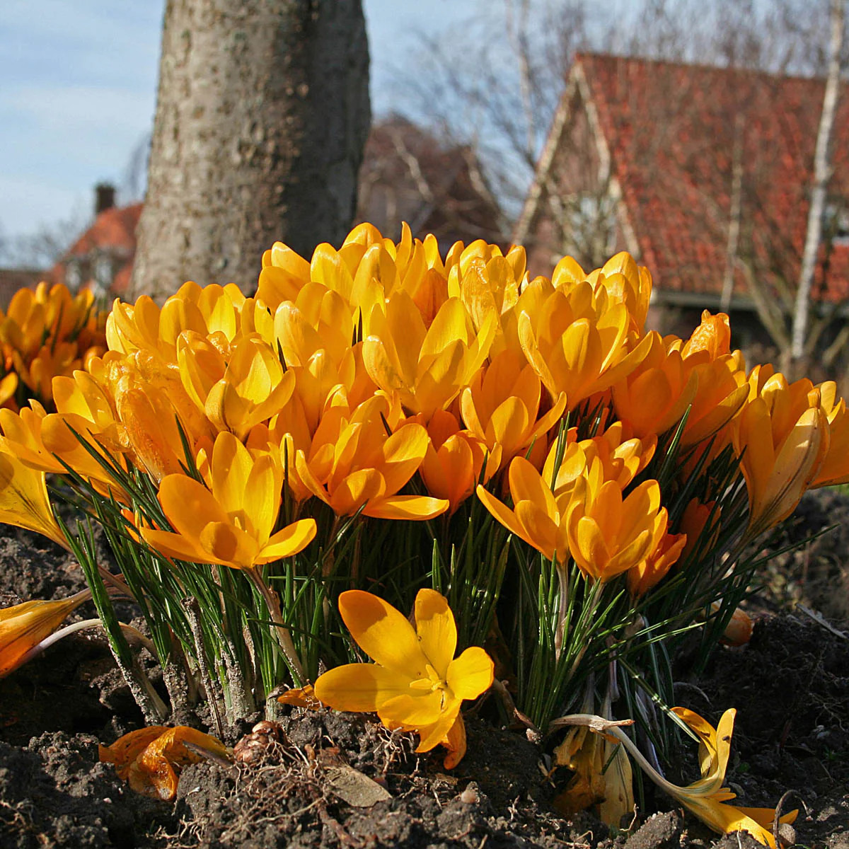 Yellow Crocus Flowers in Bloom