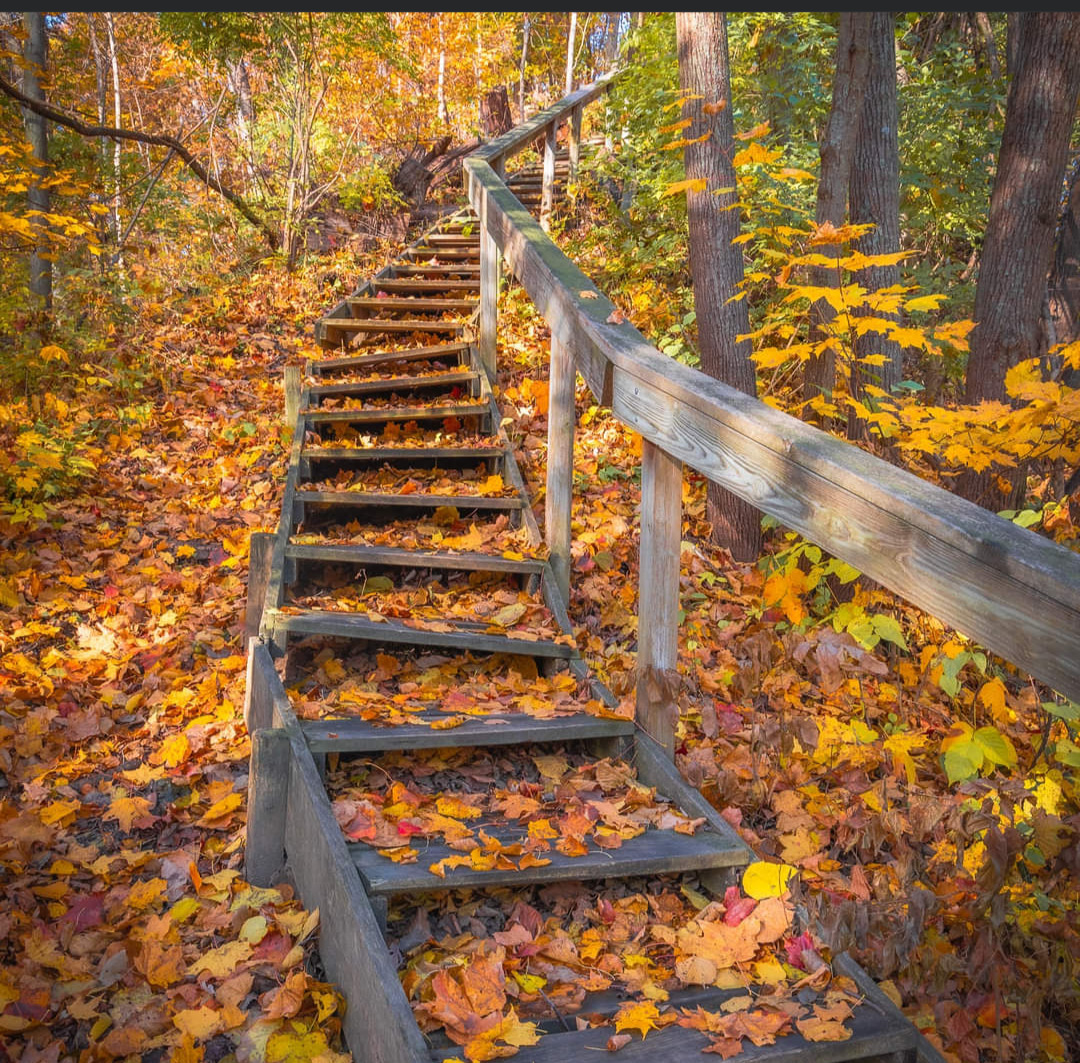 Wooden steps covered in fallen autumn leaves leading up through a forest with golden foliage