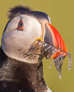 Close-up of a puffin with a beak full of sandeels against a green background