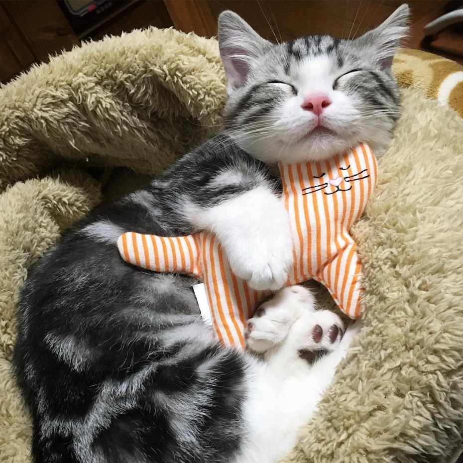 Sleeping Kitten with Toy