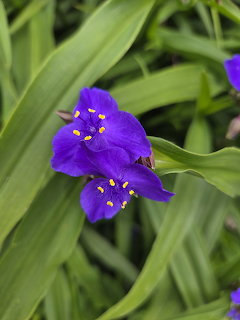 Purple Spiderwort Flower
