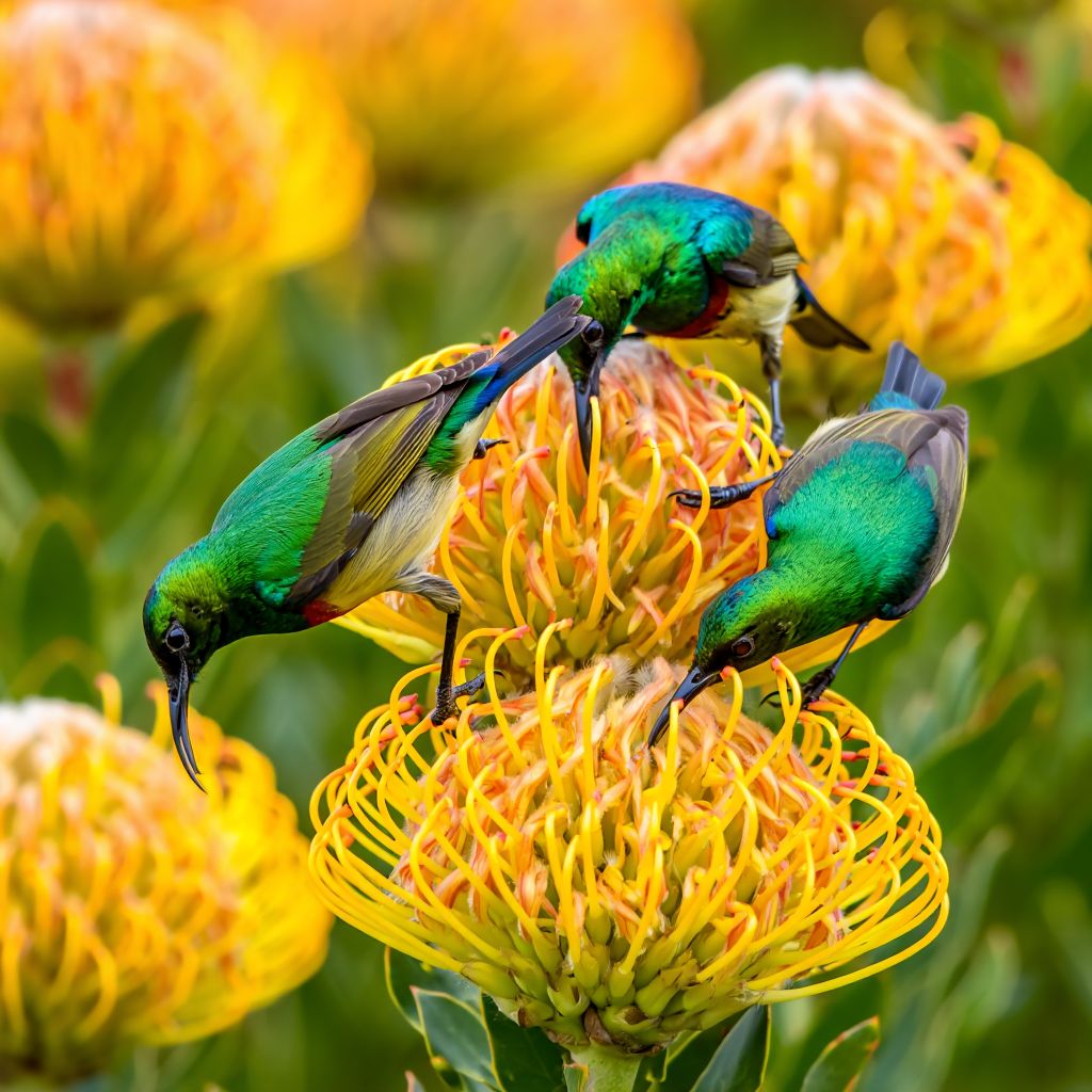 Two metallic green sunbirds with yellow bellies feeding on large yellow pincushion protea flowers