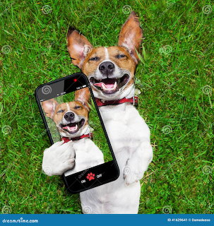 Jack Russell terrier lying on grass holding smartphone showing selfie of itself smiling