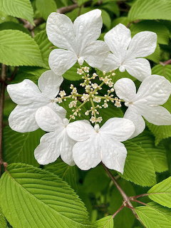 Japanese Snowball Viburnum Flowers