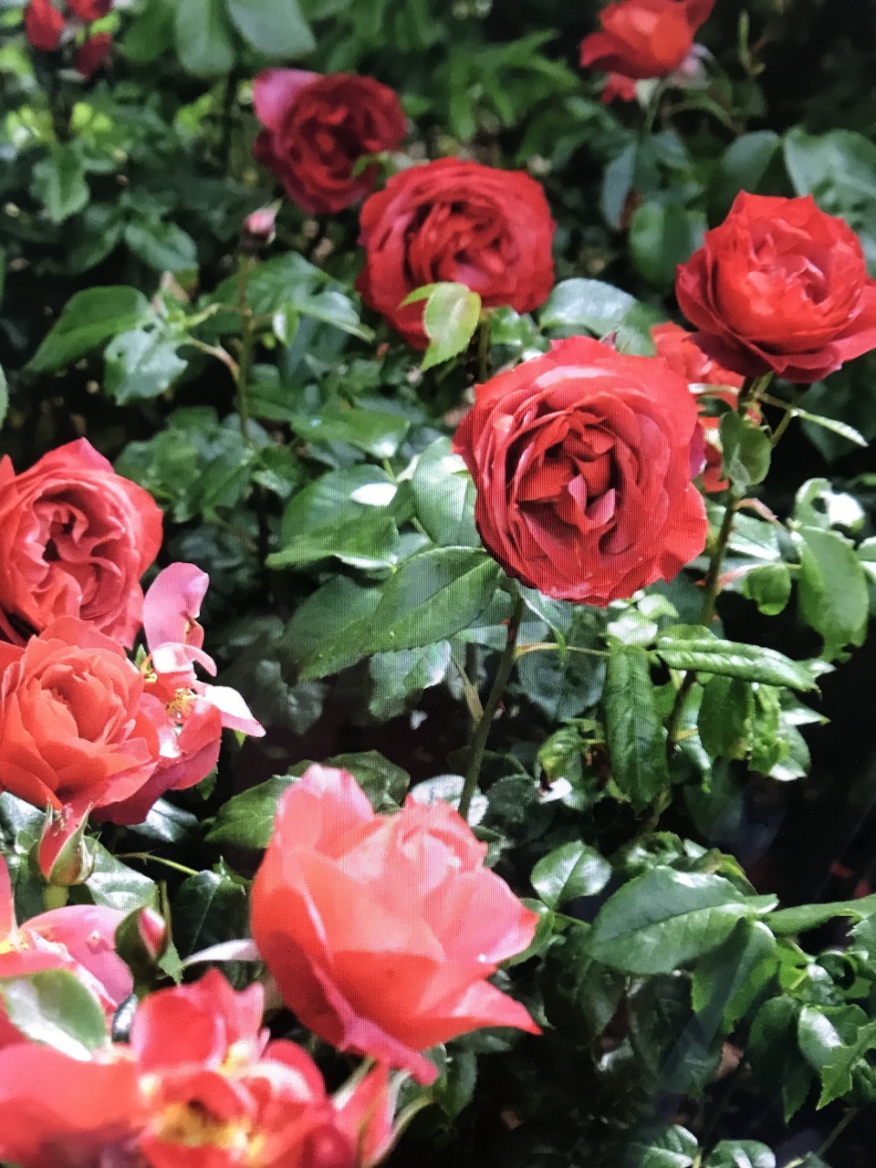 Red roses blooming in green garden foliage with natural sunlight