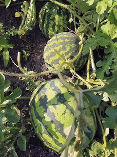 Two striped watermelons growing on vines among green leaves in garden soil