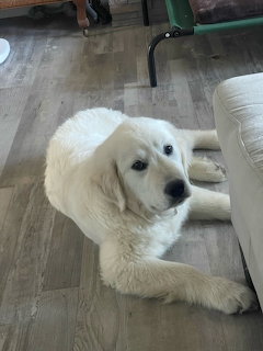 White Golden Retriever Puppy