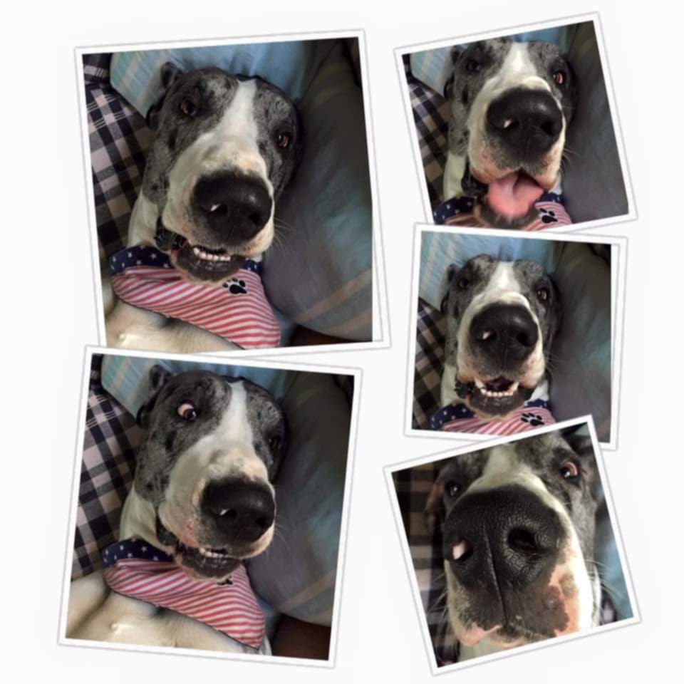Five-photo collage of a black and white Great Dane in a pink striped bandana