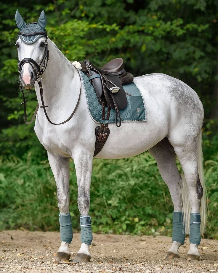 Grey Horse Portrait