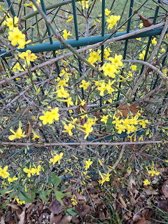 Yellow flowers bloming on branches intertwined with a metal fence, petals scattered on ground