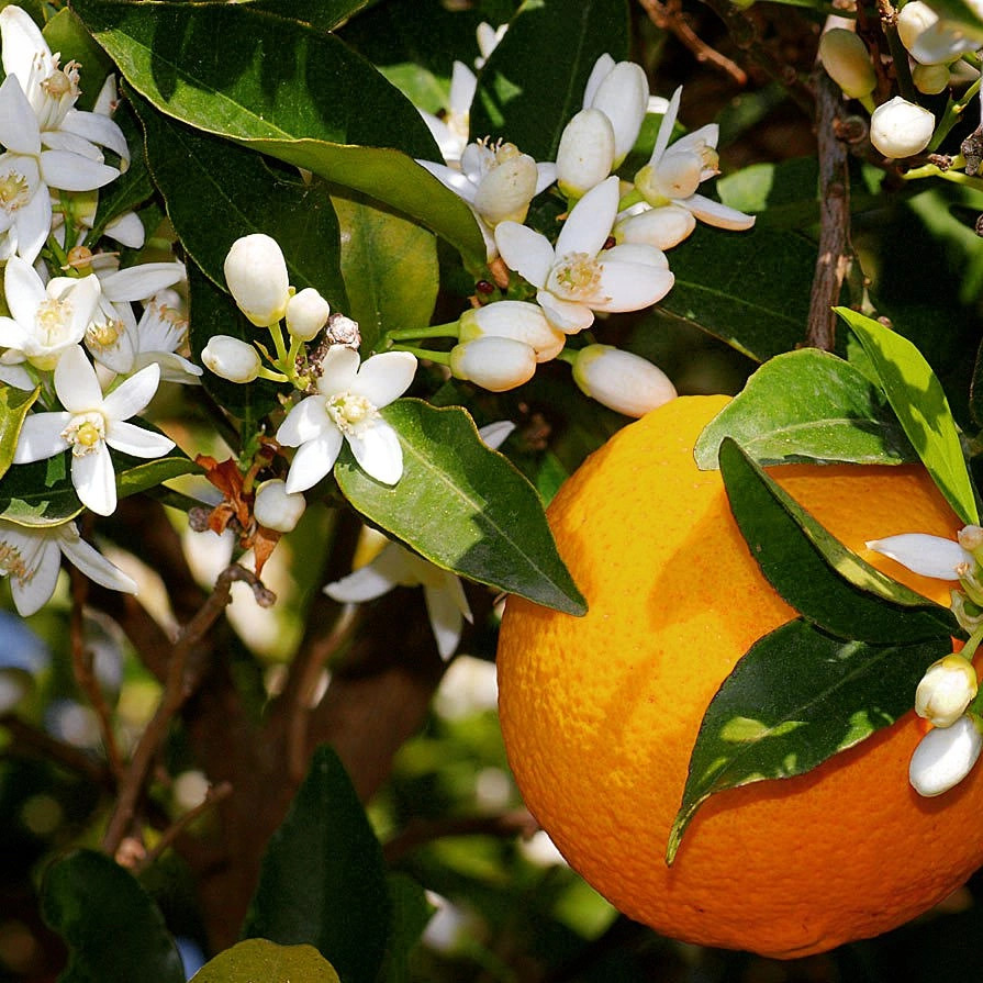 Orange fruit on tree branch with white blossoms and green leaves