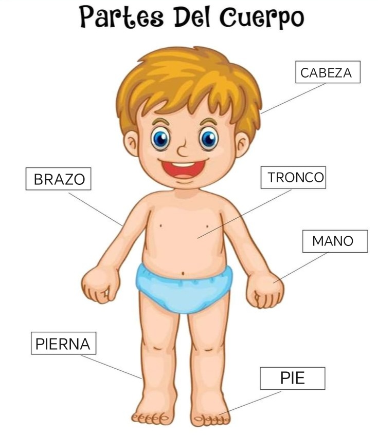 Cartoon boy with Spanish body part labels: cabeza, brazo, tronco, mano, pierna, pie