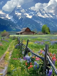 Rustic barn in colorful wildflower meadow with wooden fence and snow-capped mountains in background