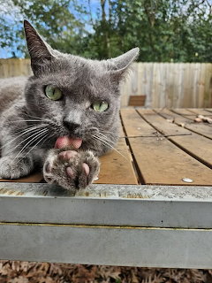 Gray Cat Licking Paw