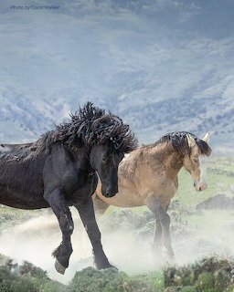 Black and buckskin wild horses rearing and kicking up dust on a mountain hillside