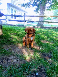 Brown dog sitting on grass in sunny backyard with white fence