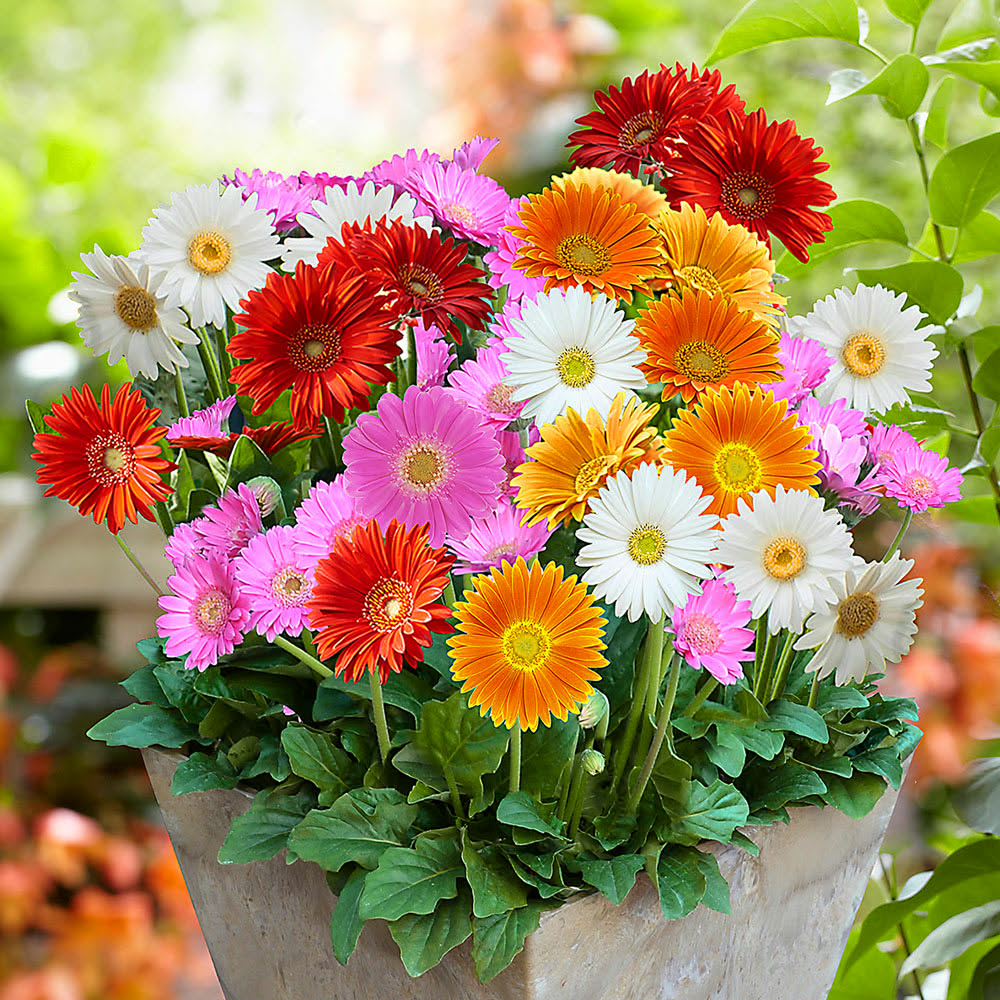 Colorful gerbera daisies in red, pink, orange, and white arranged in a stone pot