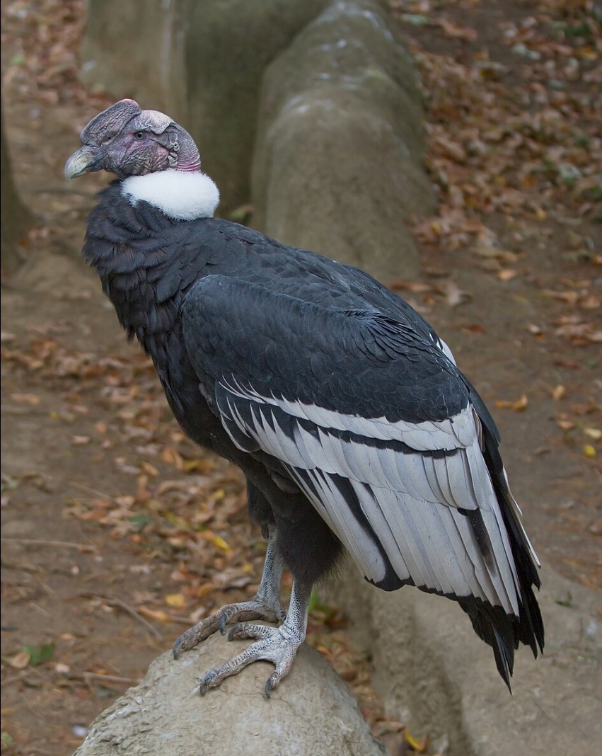 Andean condor with black feathers and white neck ruff perched on a rock