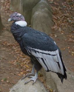 Andean Condor Portrait