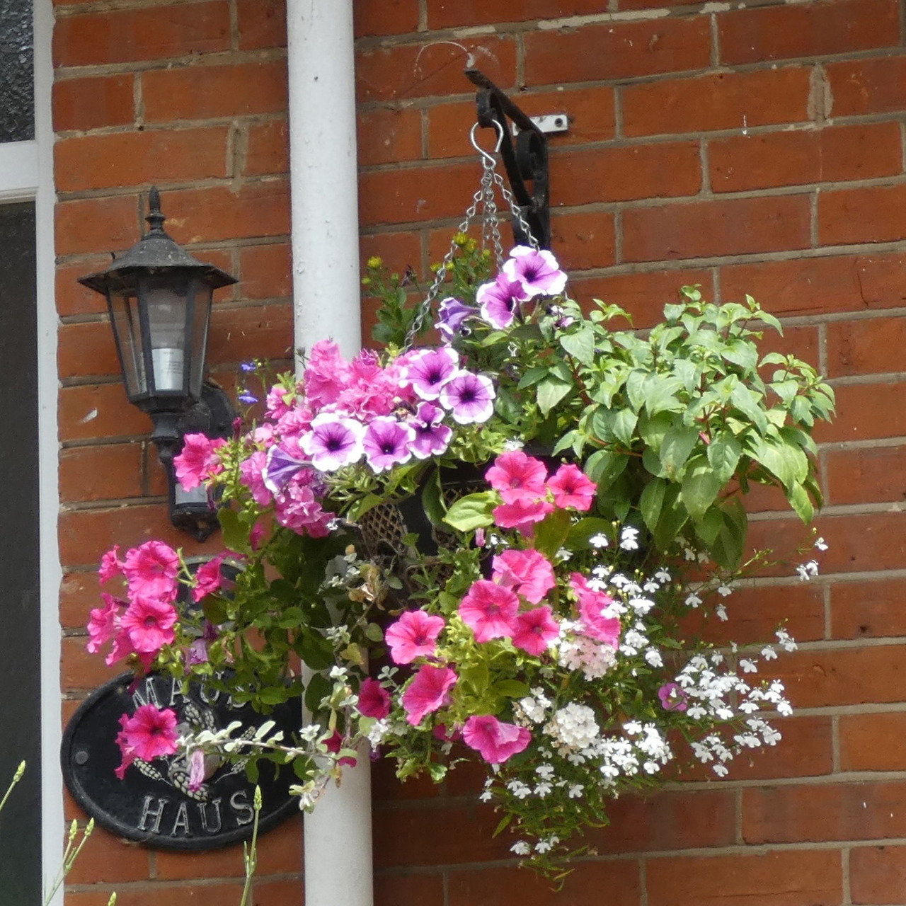Hanging basket of pink and white petunias on a red brick wall next to a black lantern