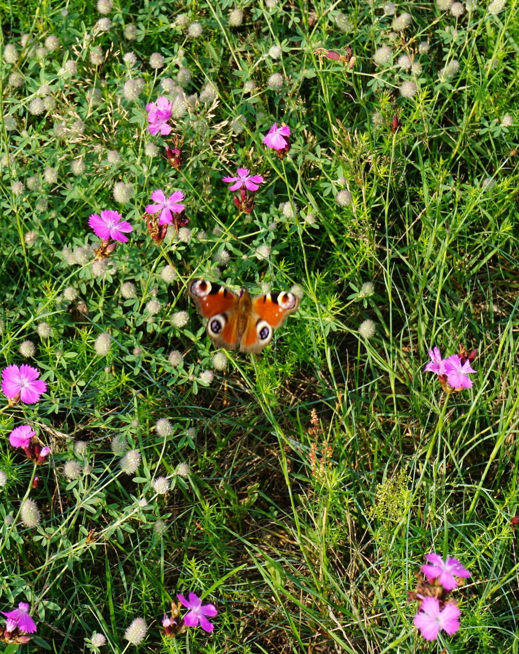 Peacock butterfly with orange wings and blue eyespots on a green meadow with pink flowers
