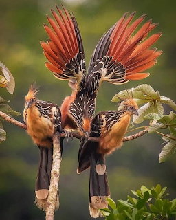 Three crested tropical birds on branches, one with wings spread wide