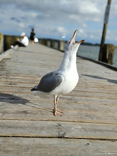 Seagull on Wooden Pier