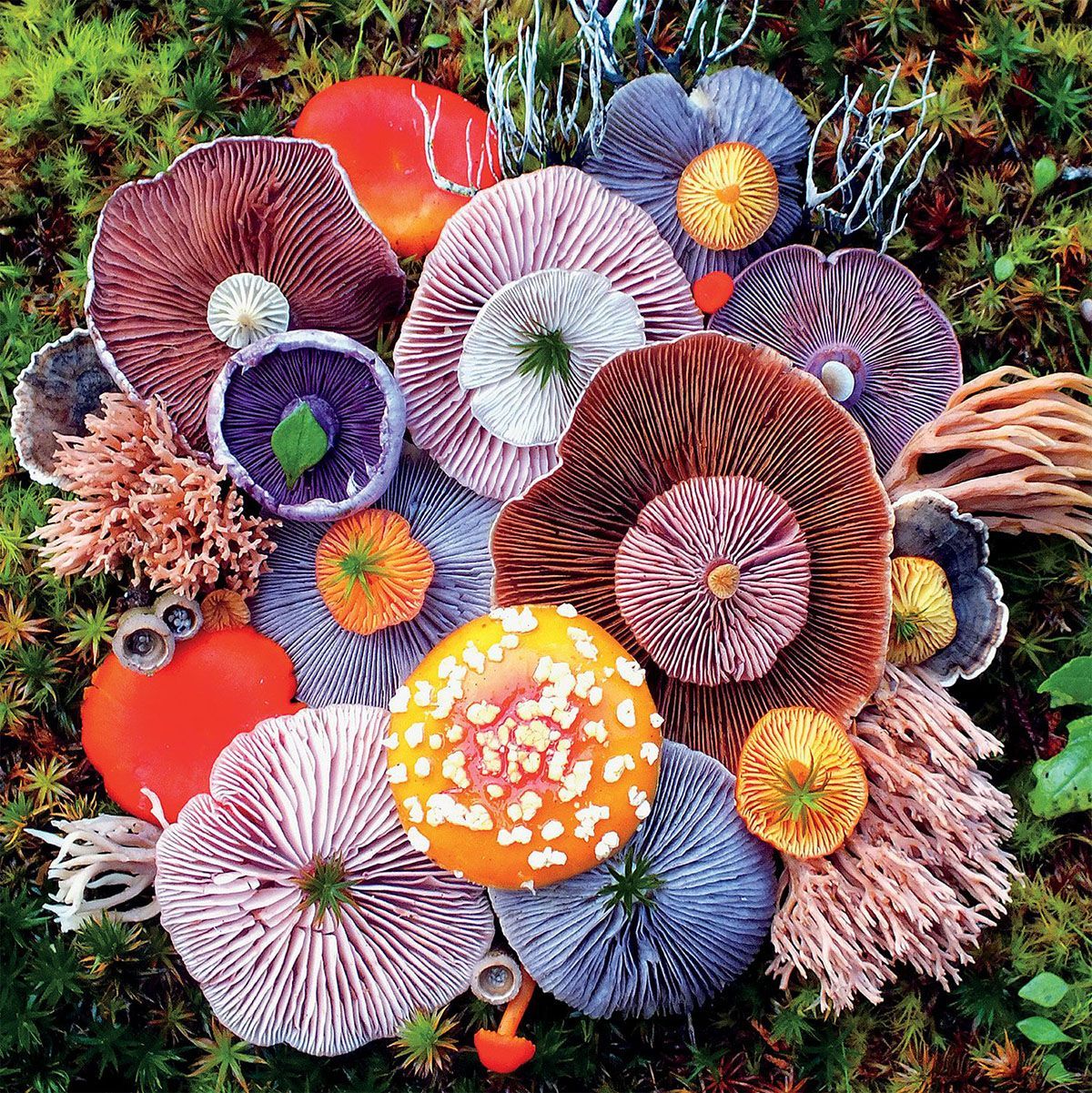 Colorful mushroom undersides showing varied gill patterns in orange, blue, pink, and brown tones on forest floor