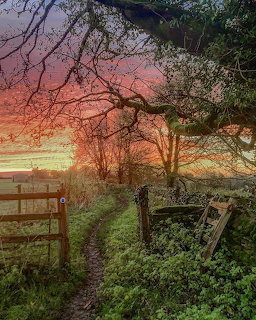 Country path between rustic gates under bare trees at sunset