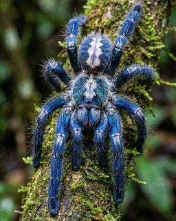 Close-up of a bright blue tarantula on a mossy tree trunk